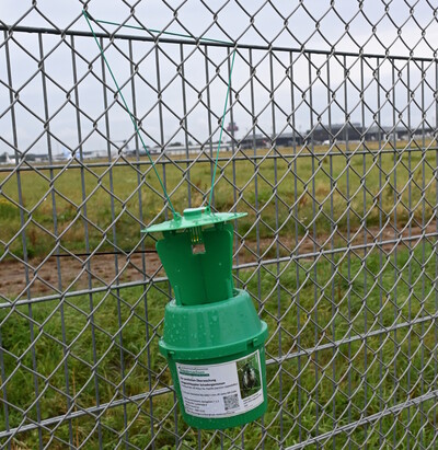 Eine der Fallen für den Japankäfer am Flughafen Hannover. Die Fallen sind mit einem Pheromon sowie mit einem Fraßlockstoff bestückt. Bis 09.09.2026 wurden am Flughafen elf Japankäfer gefangen. - © Dr. Thomas Brand Eine der Fallen für den Japankäfer am Flughafen Hannover. Die Fallen sind mit einem Pheromon sowie mit einem Fraßlockstoff bestückt. Bis 09.09.2026 wurden am Flughafen elf Japankäfer gefangen.