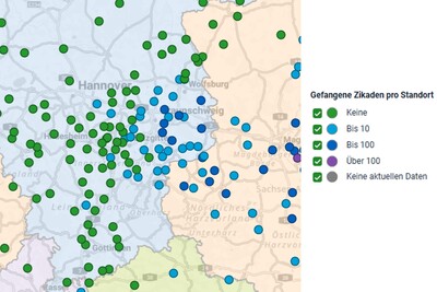 Fundorte Schilf-Glasfl&uuml;gelzikaden-Monitoring 2026