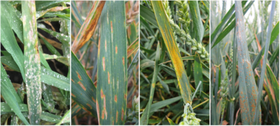 Typische Symptome (V.l.n.r) der Blattk. Mehltau, Septoria tritici, Gelbrost und Braunrost