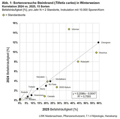 Abb.1: Sortenversuch Steinbrand Korrelation 2024 vs 2025