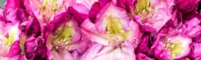 Rhododendron Look at me - © Odo Tschetsch Rhododendron 'Look at me'