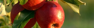 Äpfel - © Oldiefan / pixabay.com Äpfel