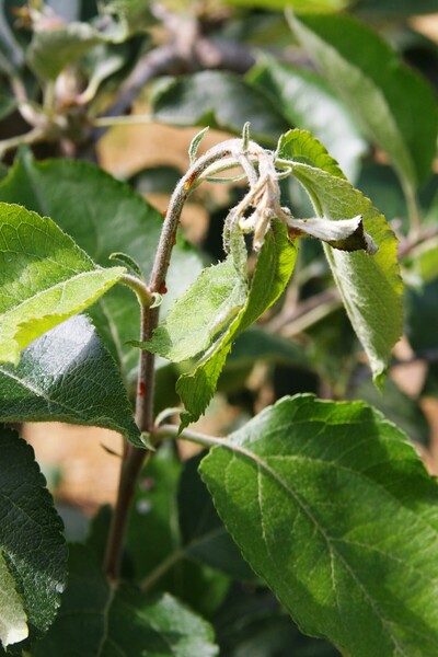 Blüteninfektion an Apfel - © Dr. Alexandra Wichura Blüteninfektion an Apfel