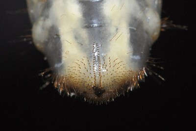 Larve (Engerling) des Maikäfers mit Borstenfeld am Hinterleib - © Dr. Thomas Brand Larve (Engerling) des Maikäfers mit Borstenfeld am Hinterleib