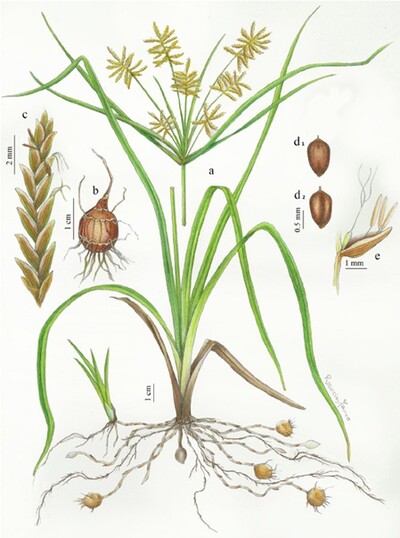 Erdmandelgras - © Follack et. al. Illustration einer Pflanze mit langen, schmalen Blättern, Wurzeln und mehreren Detailansichten von Samen und Blütenständen.