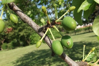 Pflaumensägewespe