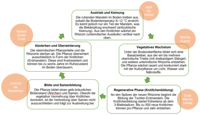Jahreszyklus Erdmandelgras - © Sarah Kempe Jahreszyklus Erdmandelgras