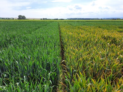 Sorteneffekt auf Gelbrost: links resistente Sorte, rechts anfällige Sorte - © Petra Henze Sorteneffekt auf Gelbrost links resistente Sorte_rechts anfällige Sorte_Poppenburg_Henze