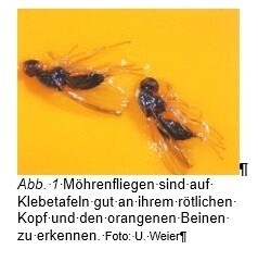 Möhrenfliegen