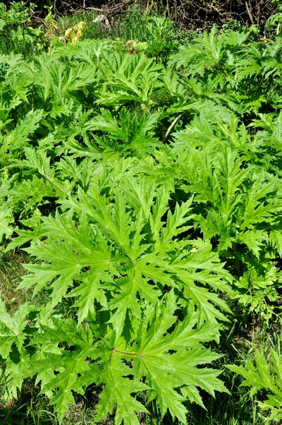 Heracleum mantegazzianum - © Dr. Thomas Brand Heracleum mantegazzianum