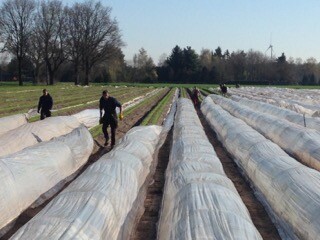 M&ouml;hrenanbau unter Tunnel