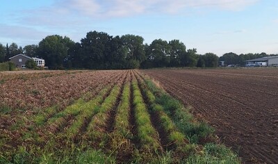 Erdmandelgras Kartoffel_2