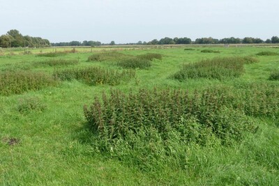 Brennnessel im Gr&uuml;nland