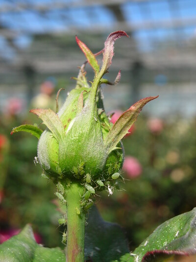 Große Rosenblattlaus (Macrosiphum rosae)