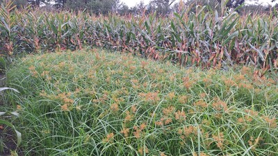 Erdmandelgras in Mais