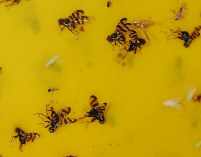 Gelbtafel mit Kirschfruchtfliegen