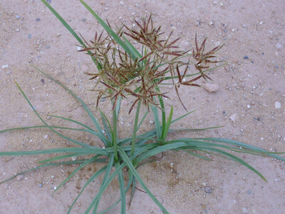 Knolliges Zypergras (Cyperus rotundus) - © Javier Martin Grünes Grasbüschel mit sternförmigen Blüten auf sandigem Boden.