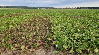Cercospora Befall, links anf&auml;llige Sorte, rechts resistente Sorte, Datum_30.09.2025, Standort_Schw&uuml;blingsen