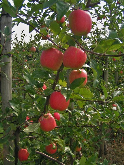 Frühapfelsorte Delbarestivale Ambassy - © Obstbauversuchsanstalt Jork Frühapfelsorte Delbarestivale Ambassy