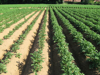 Starke Beeinträchtigung des Jugendwachstums in Kartoffeln durch Zystennematoden